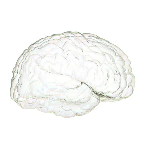 Human Brain 3d Modelisolated Mind Real Science Intellect Png