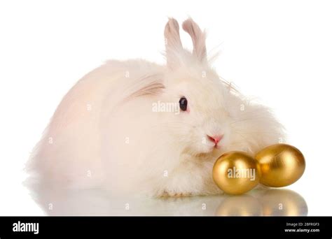 Fluffy White Rabbit With Golden Eggs Isolated On White Stock Photo Alamy