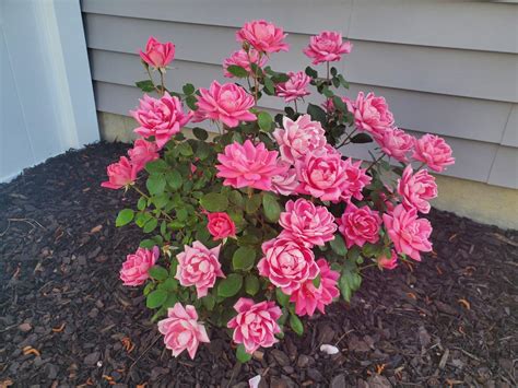 Pink Knock Out Roses For Sale