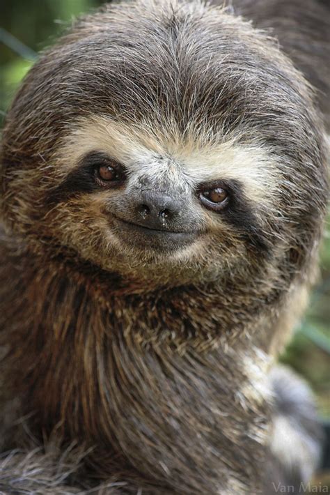 Smiley Sloth Photo Van Maia On 500px Cute Sloth