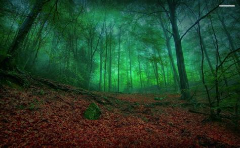 Misty Green Forest Hd Wallpaper Photography Inspiration Nature