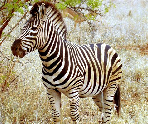 Zebra Pictures Animal Spot