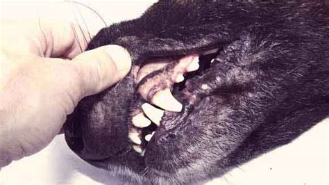 Petmd Dog Mouth Discoloration