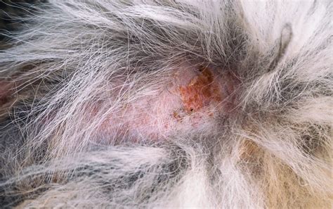 Crusty Scabs Around Your Dogs Mouth 6 Likely Causes Joypetproducts