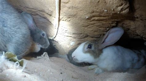 An Adventure Inside A Rabbits Warren Hd Gopro Youtube