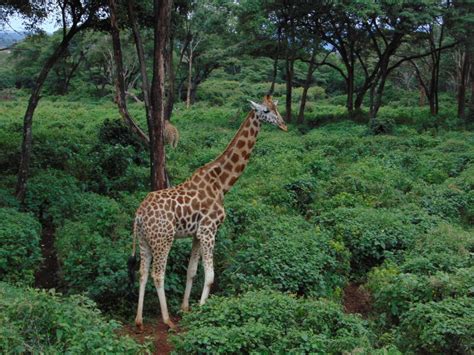 Get Up Close To Giraffes At The Nairobi Giraffe Center
