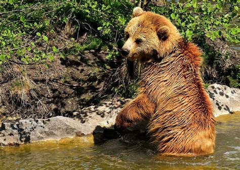 Grizzly Bear Body Water Daytime European Brown Bear Play