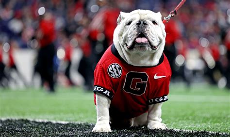A Look At Uga Xs Historic Career As Mascot Of The Georgia Bulldogs