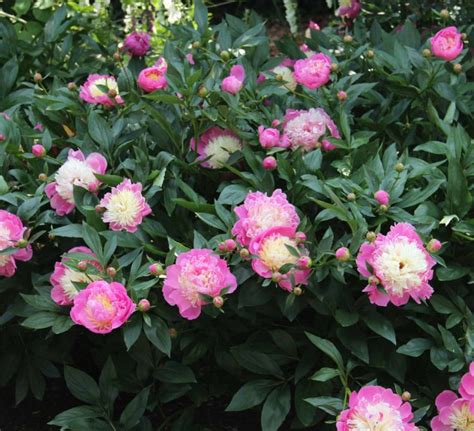 Bowl Of Beauty Pink Japanese Peony Paeonia Lactiflora Kelways In