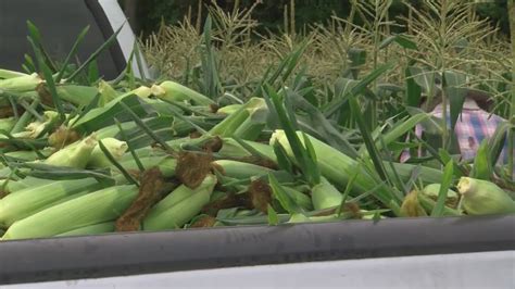 Sweet Corn Harvest Youtube