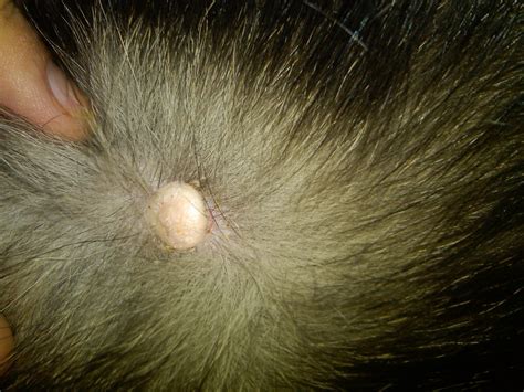 What Is This Bump On My Dog S Ear