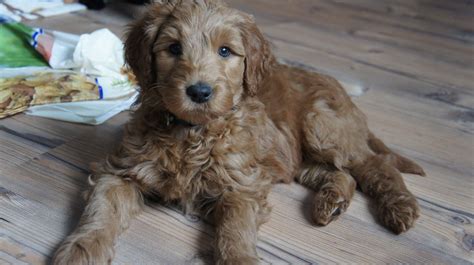 If you decide to get an australian labradoodle puppy, don't be surprised if. We have Australian Labradoodle puppies! | Włochata Pasja