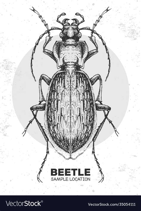 Realistic Hand Drawing Ground Beetle Artistic Bug Vector Image