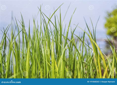Tall Green Grass Straws In The Spring Stock Image Image Of Nature