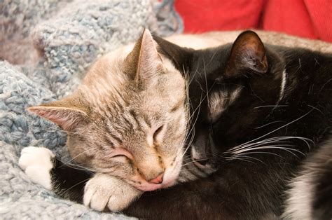 Free Images Cute Love Kitten Together Facial Expression Hug