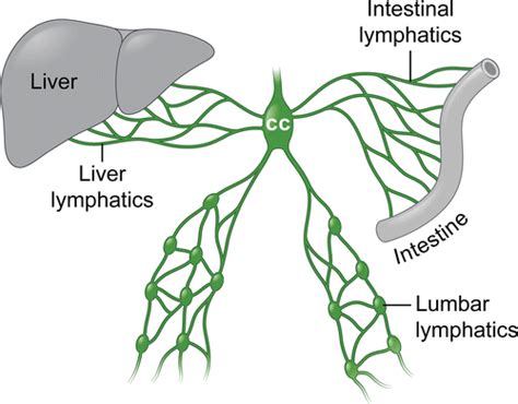 Understanding Lymphatic Anatomy And Abnormalities At Imaging