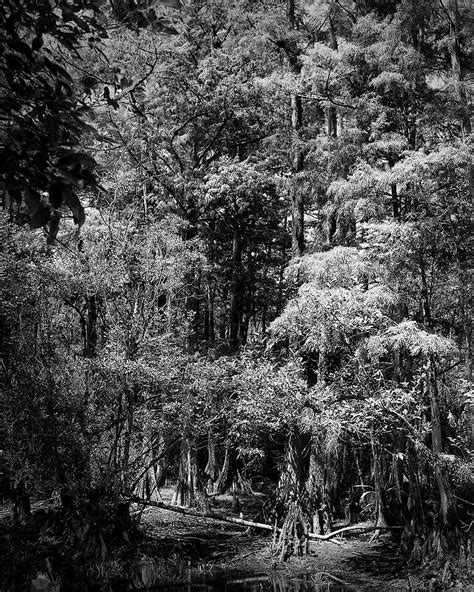 Big Cypress 1 Photograph By Rudy Umans Fine Art America