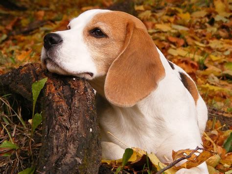 beagle beagles wallpaper  fanpop