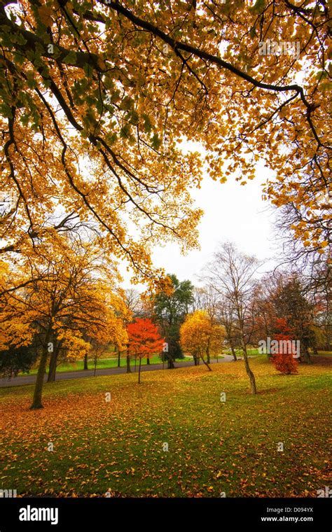 Trees In Autumn Stock Photo Alamy