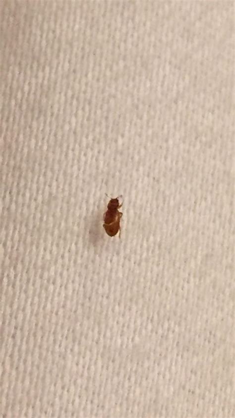 Found This On My Bed Rwhatsthisbug