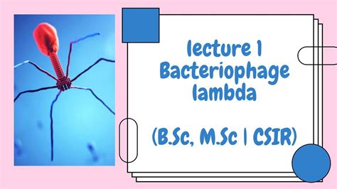 Explore virus structure, structure of virus, viral structure types, and functions of virus structure. Bacteriophage Lambda | Lecture 1: Introduction - YouTube
