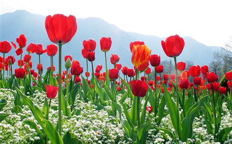 Tulips Flower Wallpapers Hd For Desktop