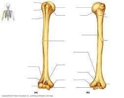 Right Humerus Posterior And Anterior View Diagram Quizlet