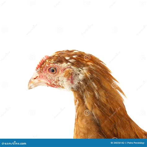 Head Of Chicken Hen Shock And Funny Surprising Isolated White Ba Stock
