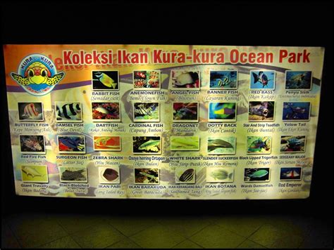 Kura Kura Ocean Park Jepara Sebuah Ikon Pariwisata Di Jepara Raddien