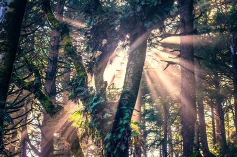 Sunlight Nature Forest Trees Wallpaper Coolwallpapersme