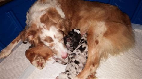 Shamrock Rose Aussies Exciting News Summer Litters Coming