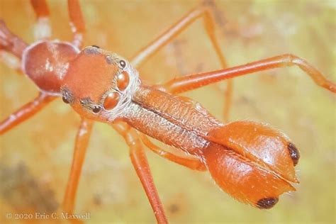 Ant Mimicking Spiders Antwiki