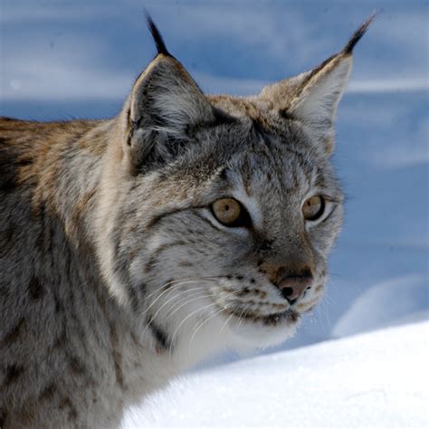 Eurasian Lynx Habitat
