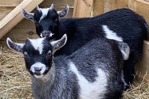 Pygmy Goat Dairy Farm Animal Exchange Best Goats Ever