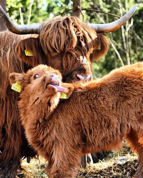 49 Adorable Highland Cattle Calves Bring A Smile To Your