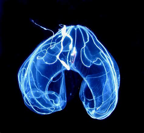 10 Fascinating Bioluminescent Organisms Bioluminescent Animals
