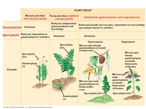 Exam 2 Seedless Vascular Plants And Gymnosperms Flashcards Quizlet