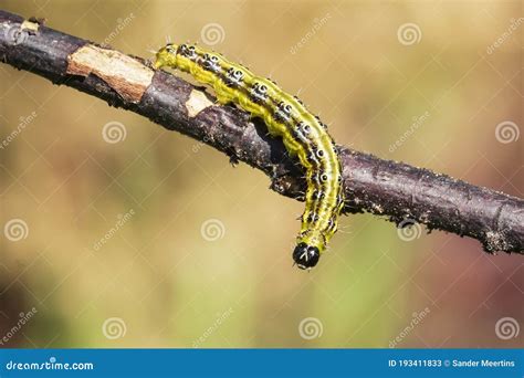 Box Tree Moth Caterpillar Cydalima Perspectalis Closeup Feeding Stock