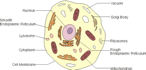 The nucleus is the largest organelle that serves as the control center of the cell. The Hollywood Gossip: chromosomes in animal cell