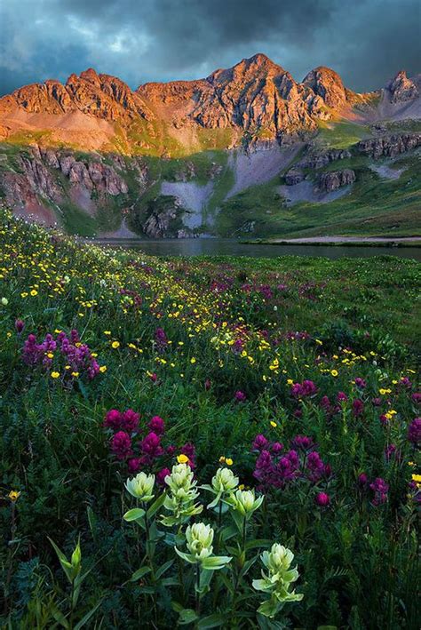 Wildflowers At Clear Lake Basin San Juan Mountains Colorado