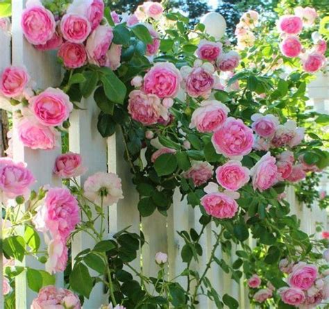 Climbing Rose Ascending Pink Trained On A Trellis