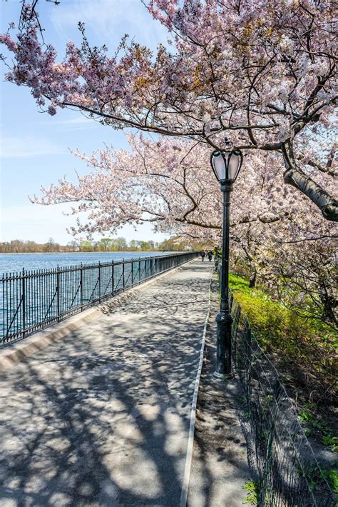 Free Stock Photo Of Central Park Cherry Blossom Lamppost