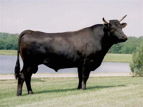 What Is Wagyu Beef American Wagyu Association