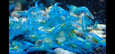 Blue Jelly Neocaridina Shrimp