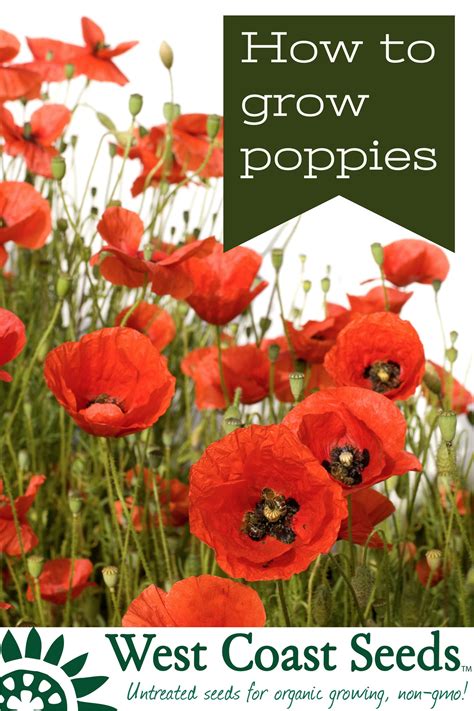 It Is Easy To Grow Poppies From Seeds You Will Find That Poppies Grow