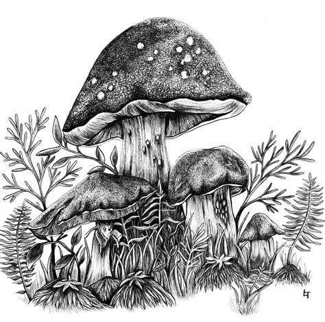 Fungi Study Mushrooms Illustration Pen And Ink Artwork Etsy
