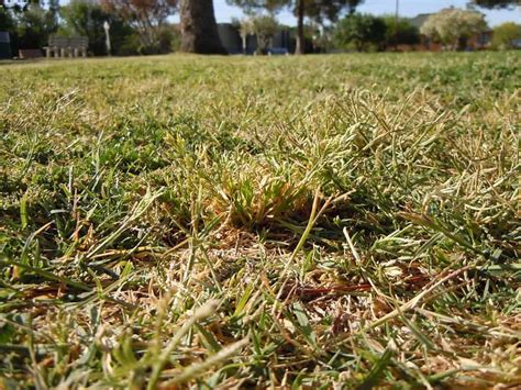 How To Control Poa Annua In Bermuda Grass 4 Effective Ways