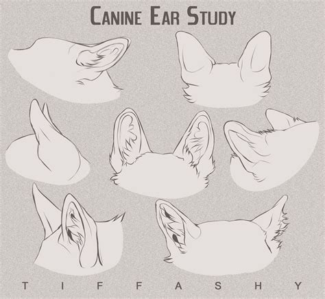 Wolf Ear Drawing Reference Learn How To Draw Wolf Ears Pictures Using
