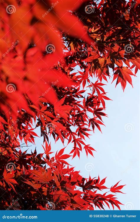 Red Leaves Of Spring Stock Photo Image Of Spring Natural 55830248