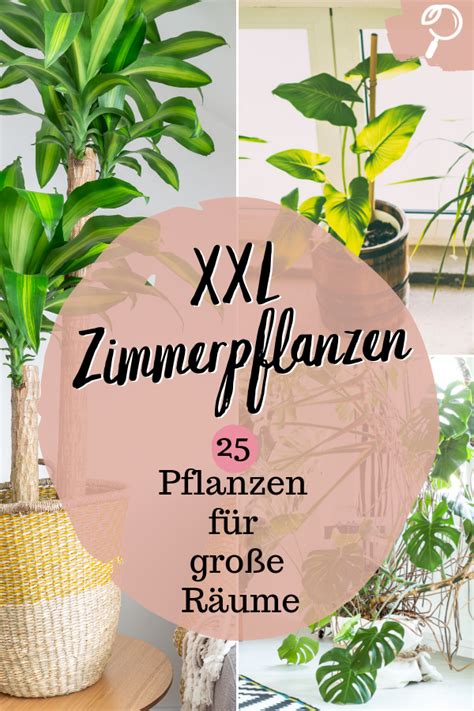 Ubertopfe fur zimmerpflanzen in der ubersicht obi. Pflanzen für große Räume | XXL Zimmerpflanzen | Pflanzen ...